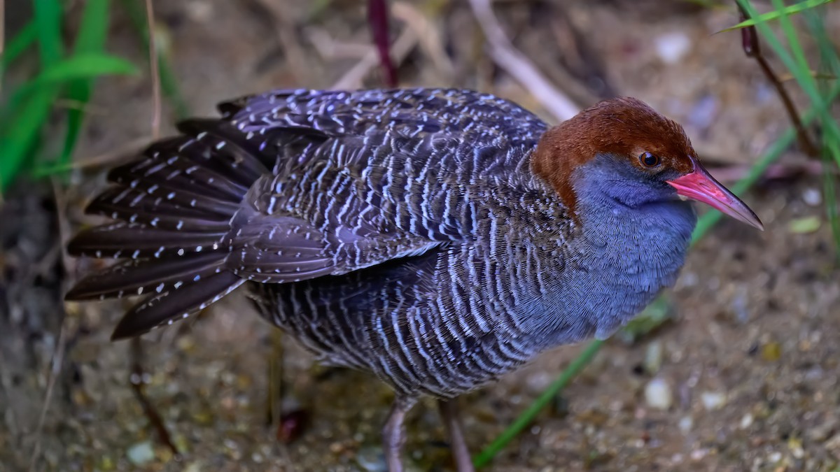 Slaty-breasted Rail - ML643219663