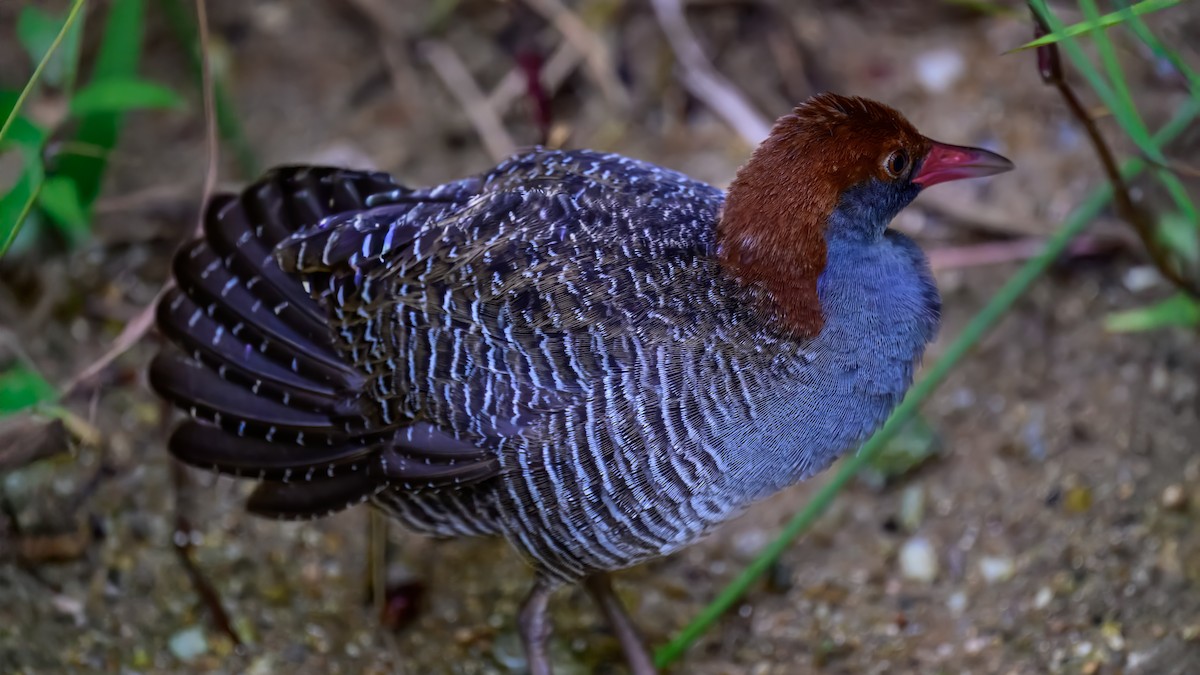 Slaty-breasted Rail - ML643219665
