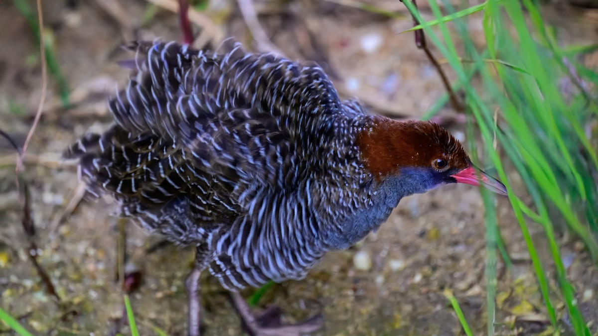 Slaty-breasted Rail - ML643219666