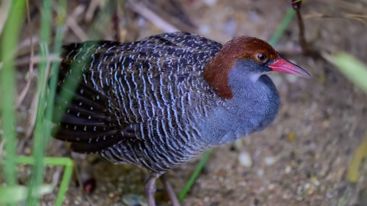 Slaty-breasted Rail - ML643219667
