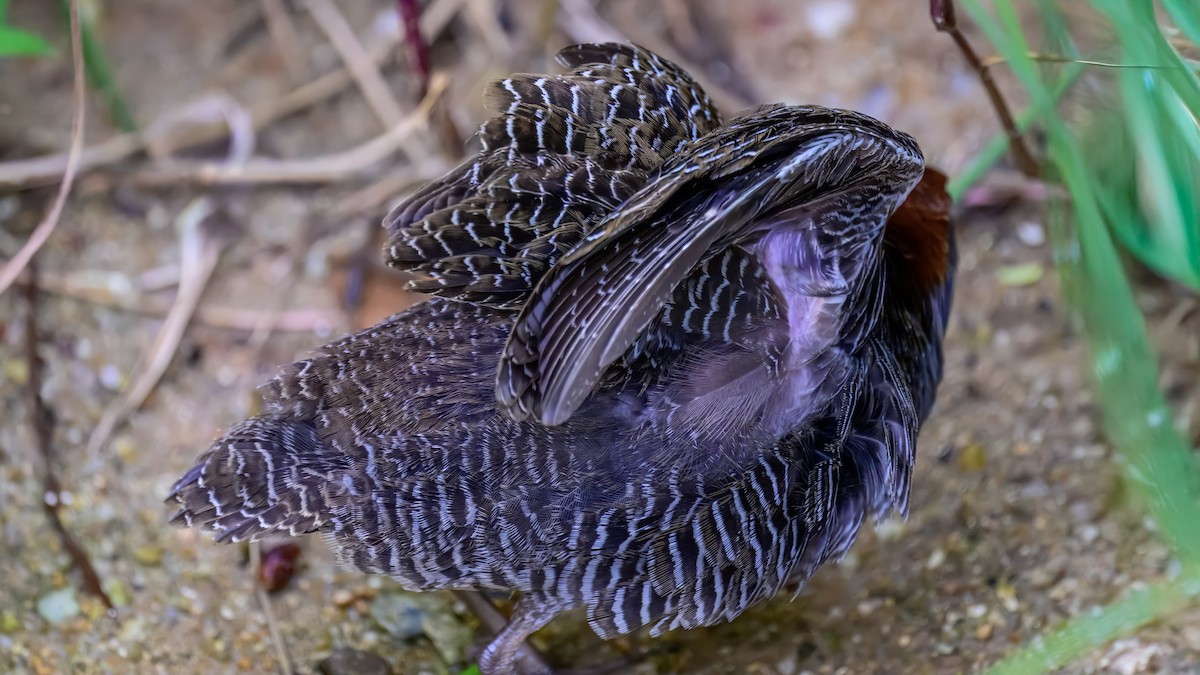 Slaty-breasted Rail - ML643219668