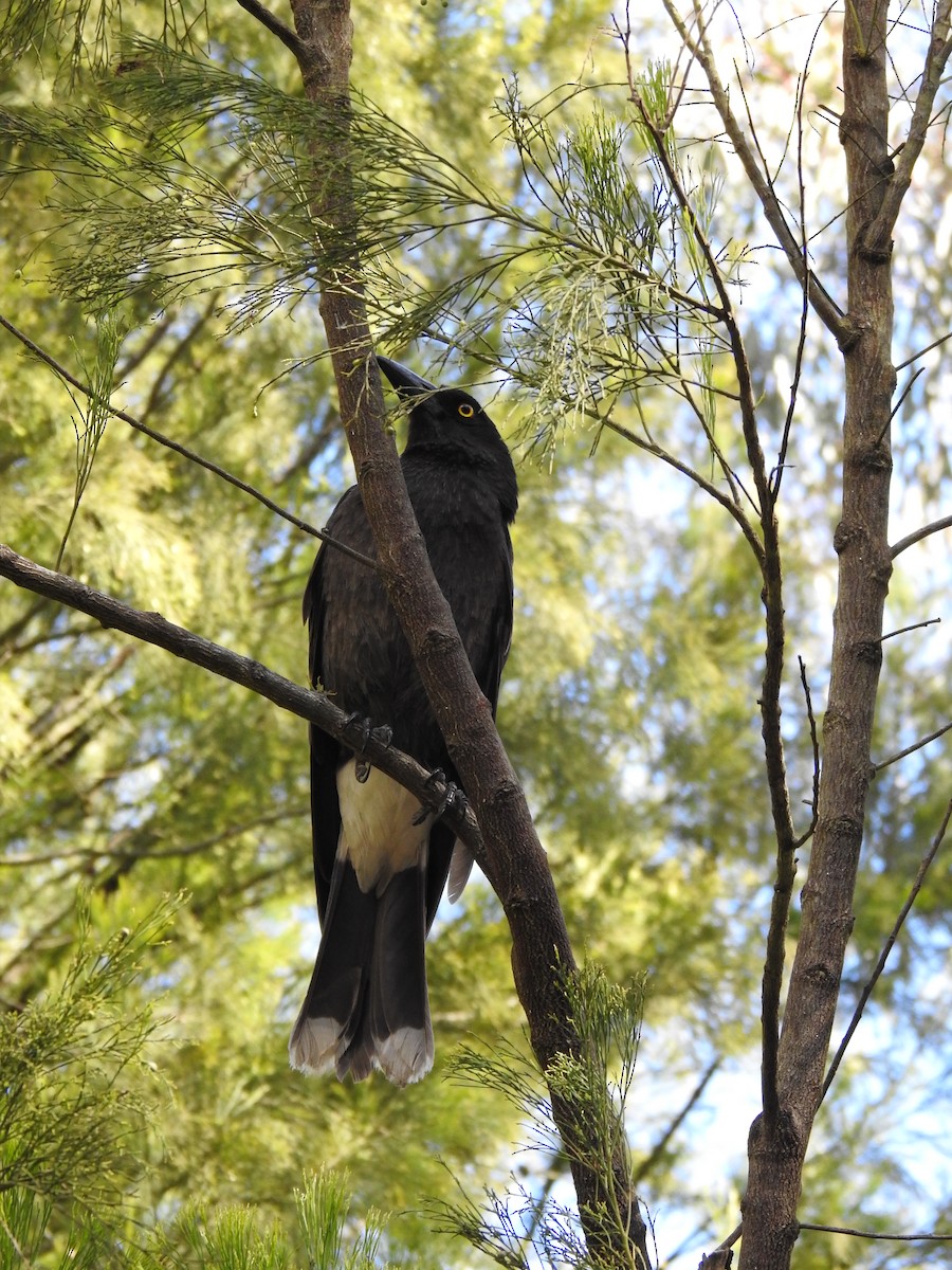 Pied Currawong - ML643219669
