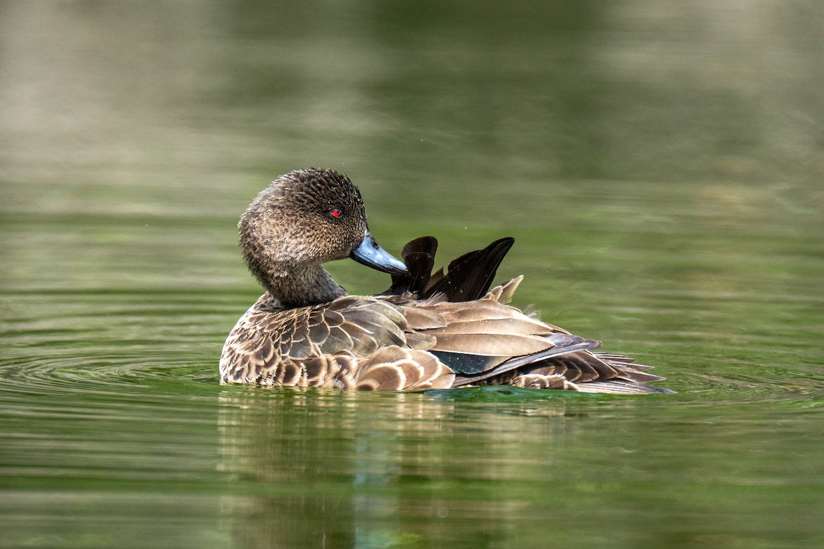 Chestnut Teal - ML643219671