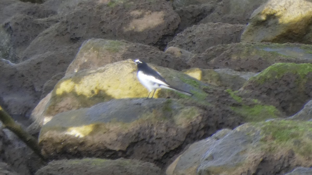 Japanese Wagtail - ML643219673