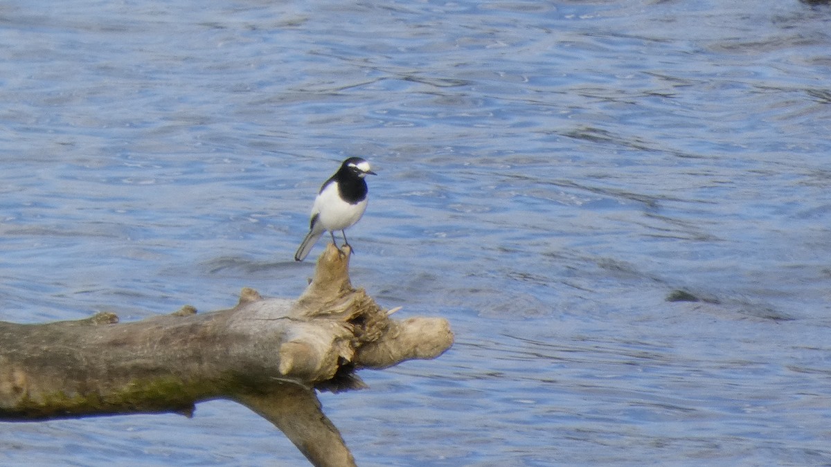 Japanese Wagtail - ML643219674