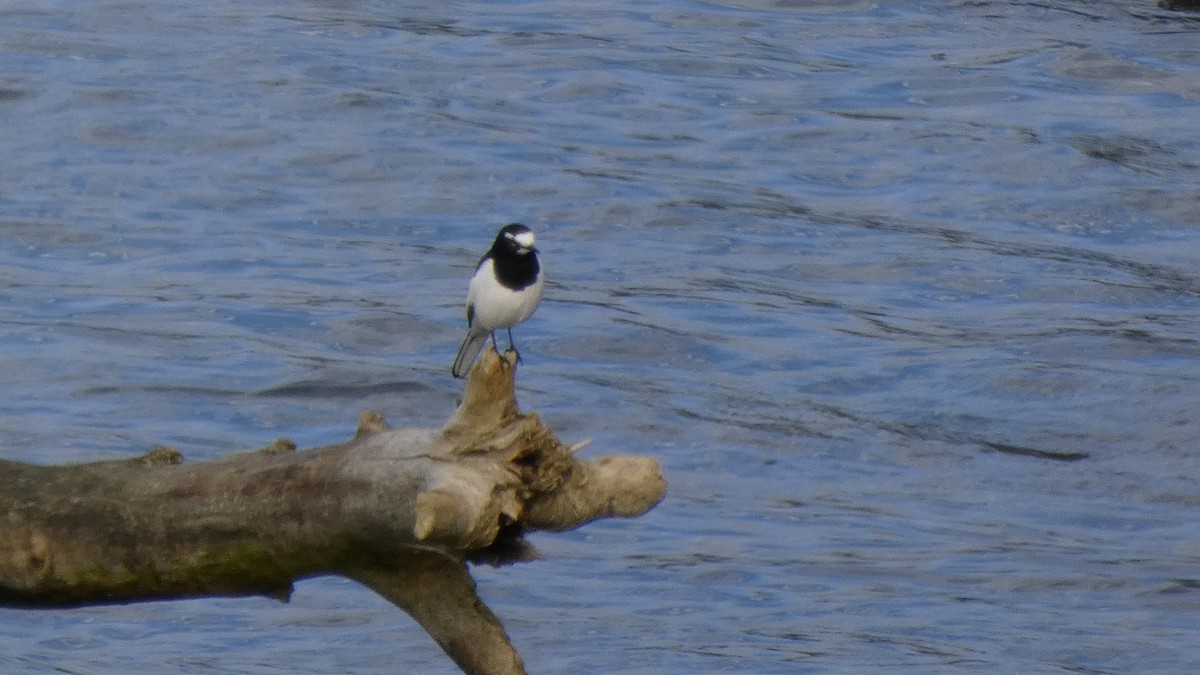 Japanese Wagtail - ML643219675