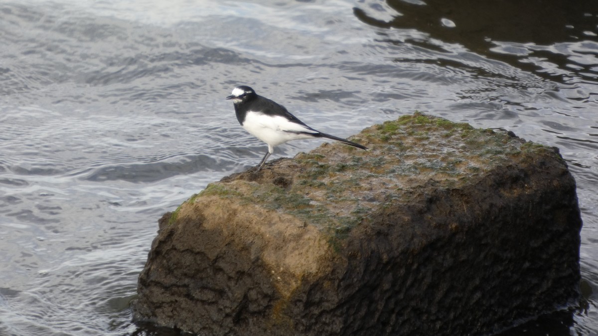 Japanese Wagtail - ML643219676
