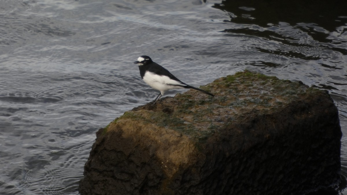 Japanese Wagtail - ML643219677