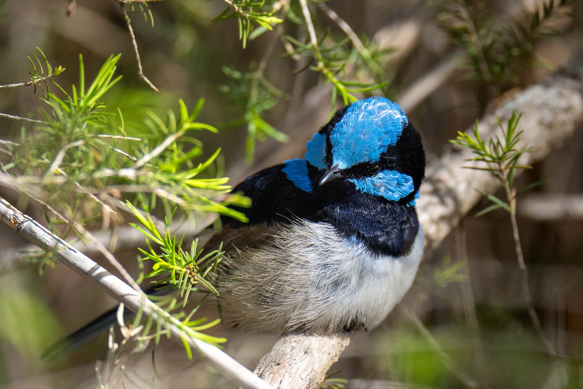 Superb Fairywren - ML643219678
