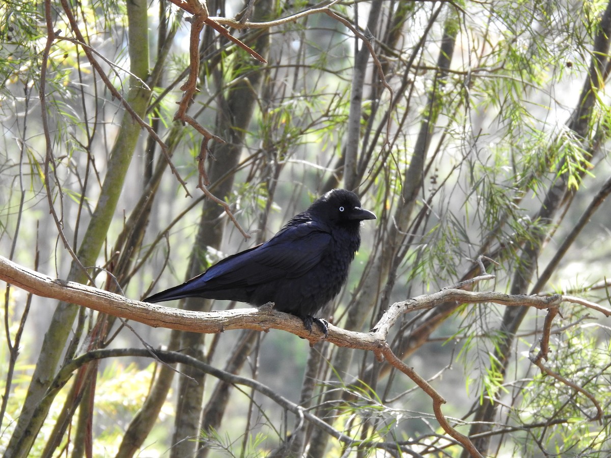 Little Raven - ML643219682