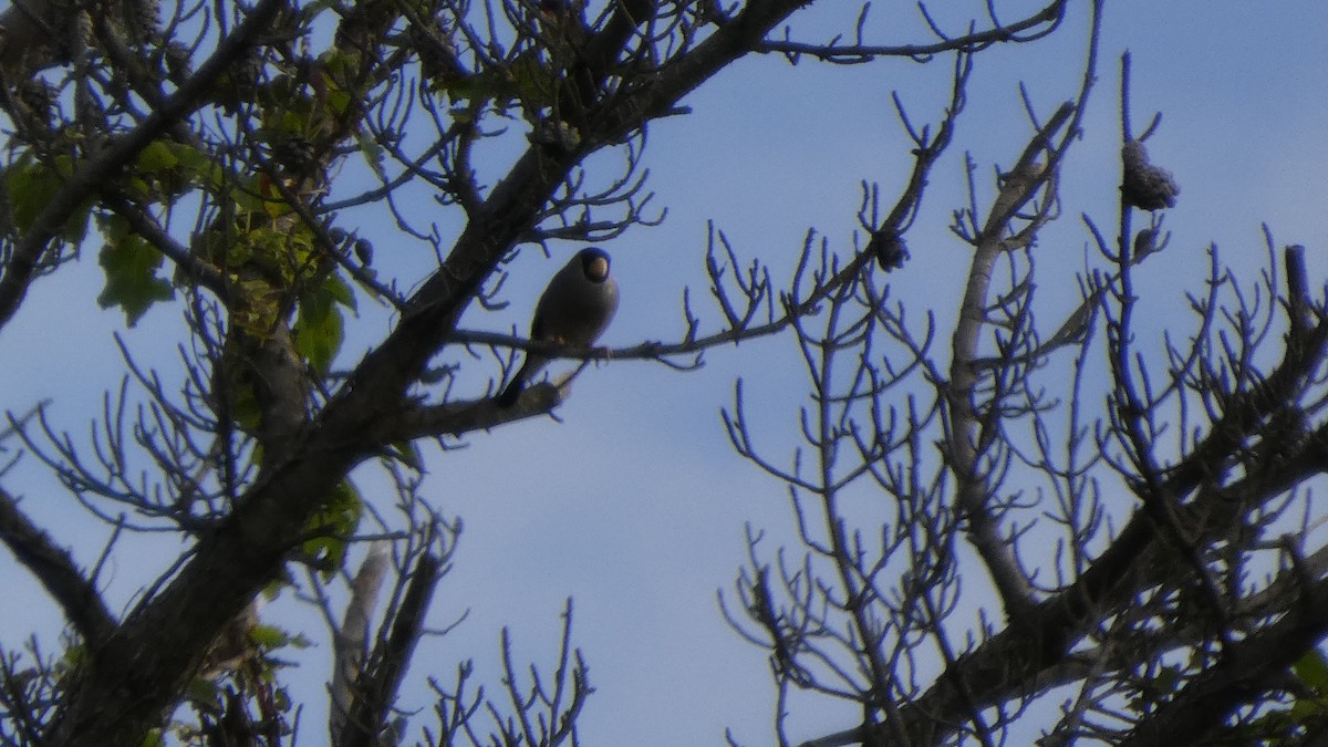 Japanese Grosbeak - ML643219688