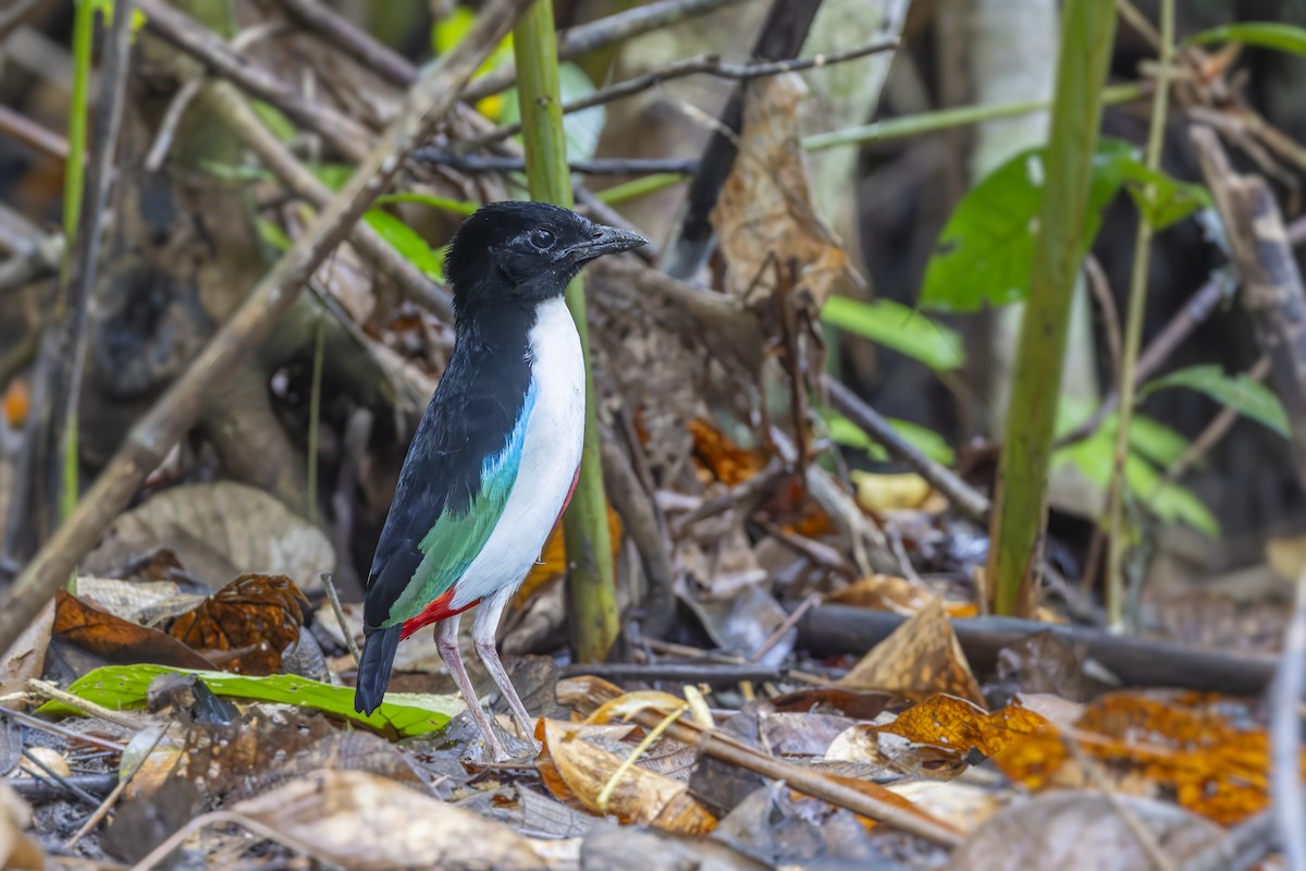 Ivory-breasted Pitta - ML643219735