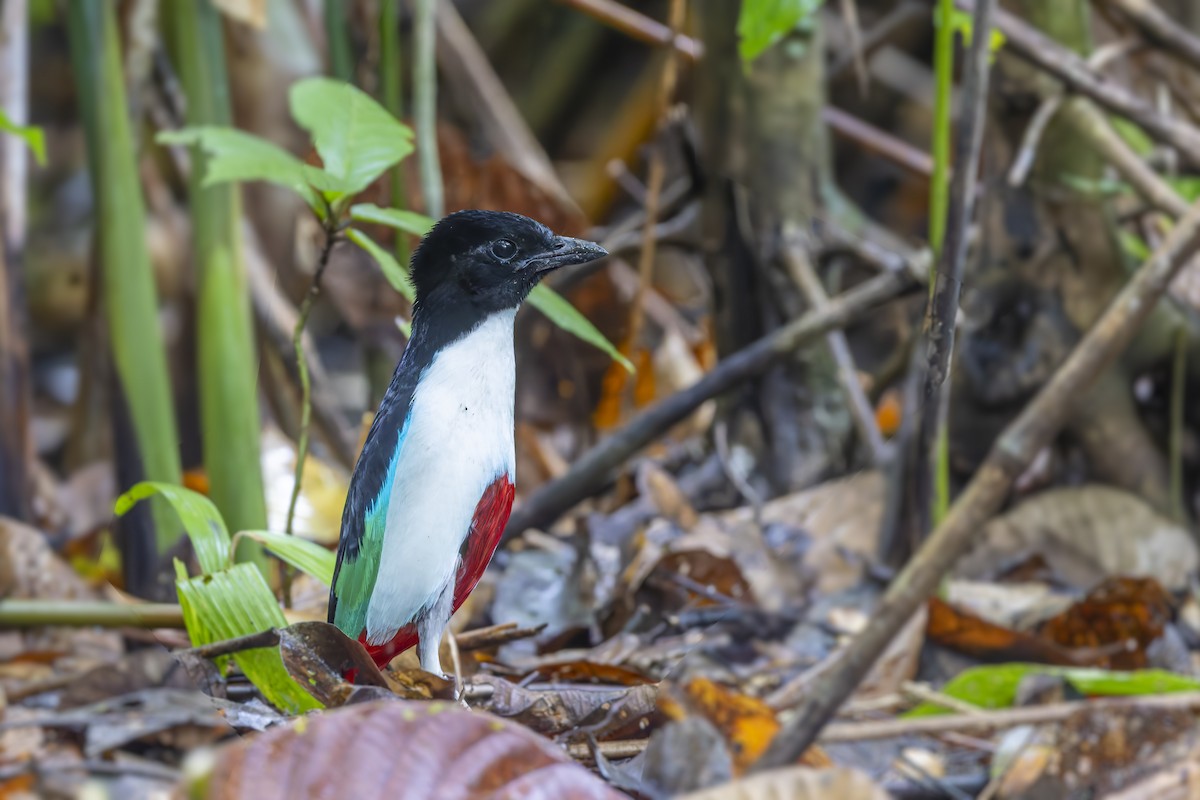 Ivory-breasted Pitta - ML643219737