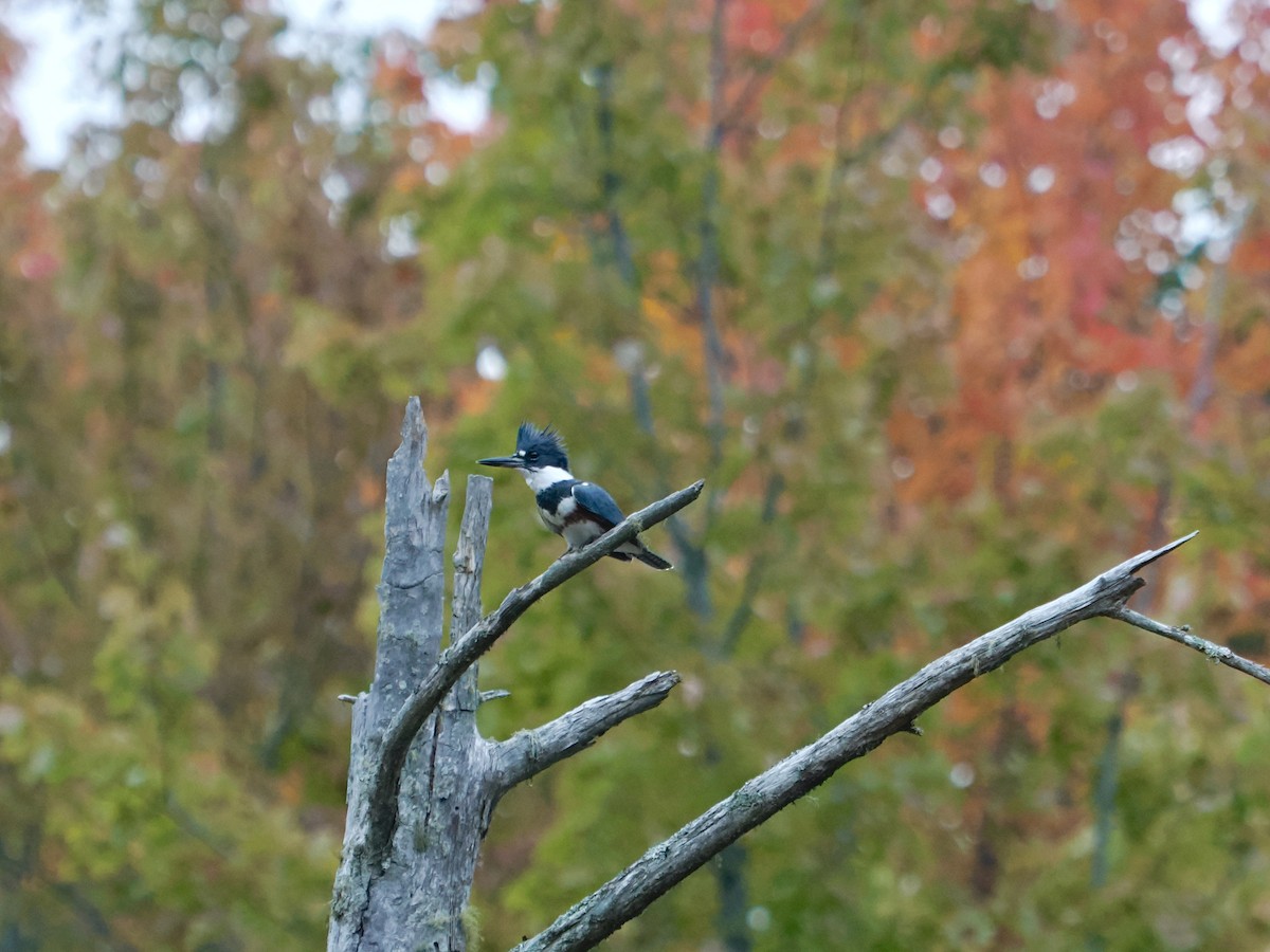 Belted Kingfisher - ML643219747