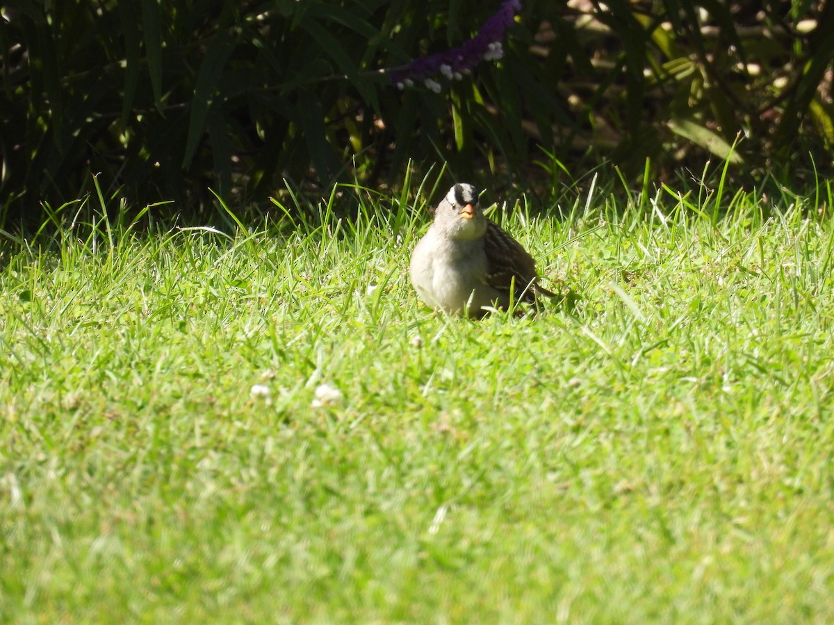 White-crowned Sparrow - ML643219783