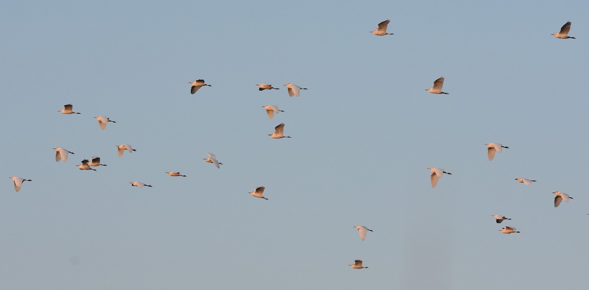 Western Cattle-Egret - ML643219800
