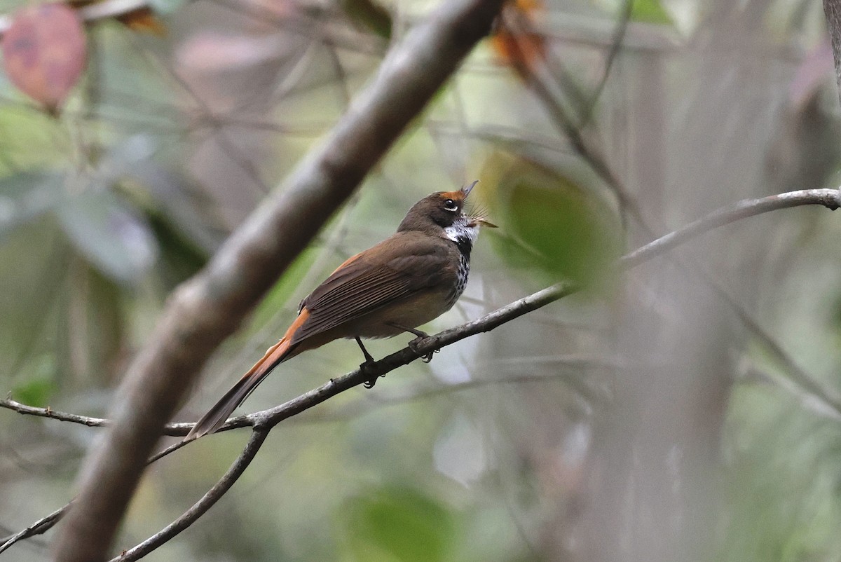 Australian Rufous Fantail - ML643219828