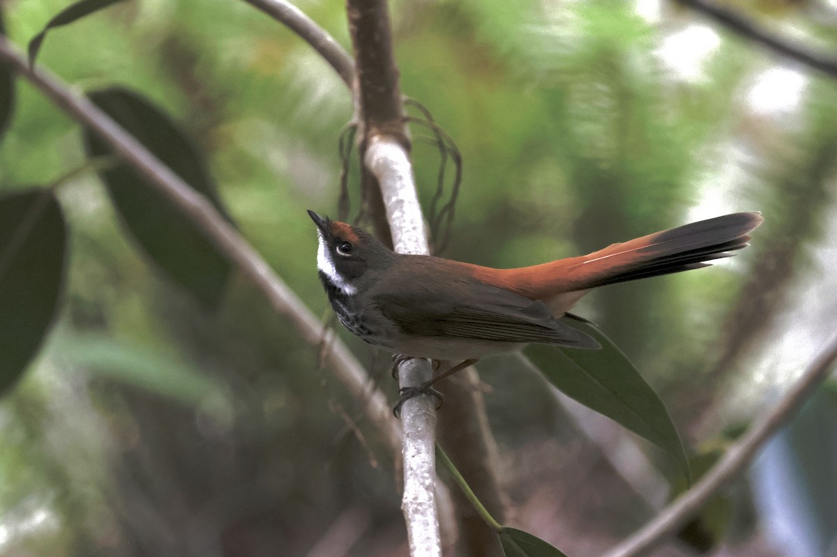 Australian Rufous Fantail - ML643219829
