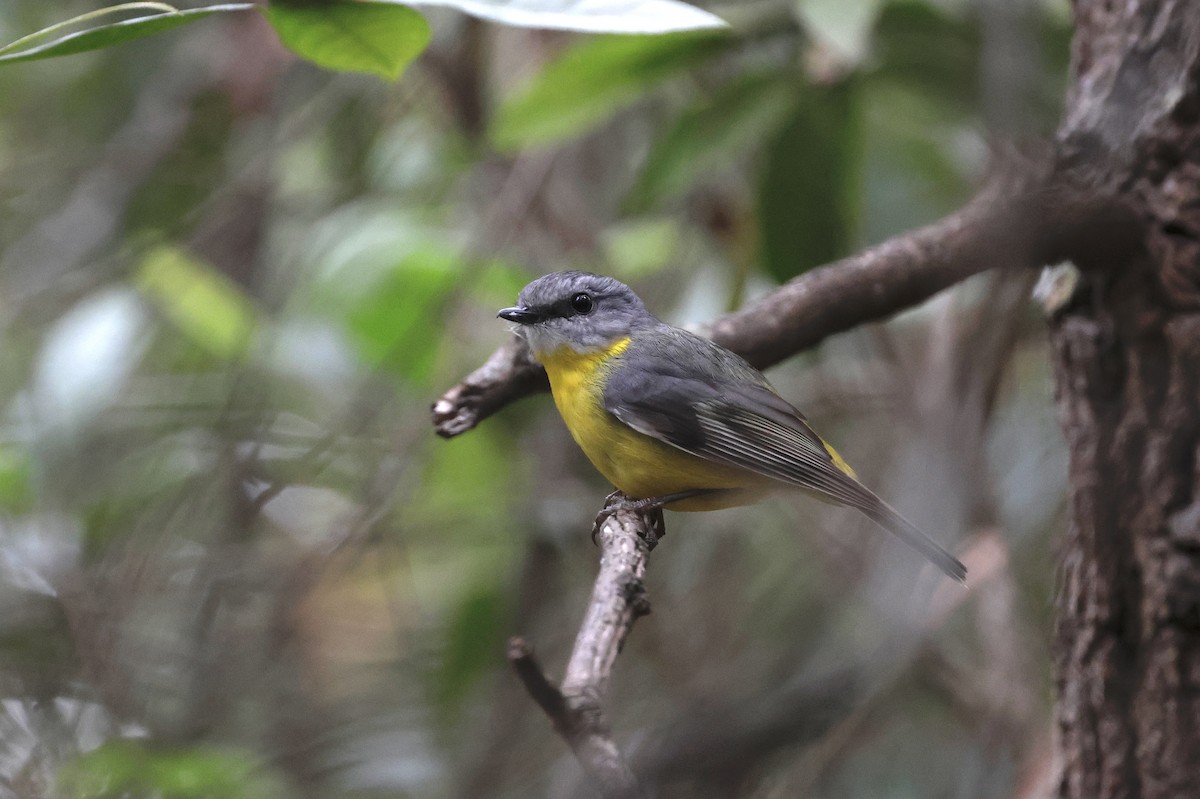 Eastern Yellow Robin - ML643219830