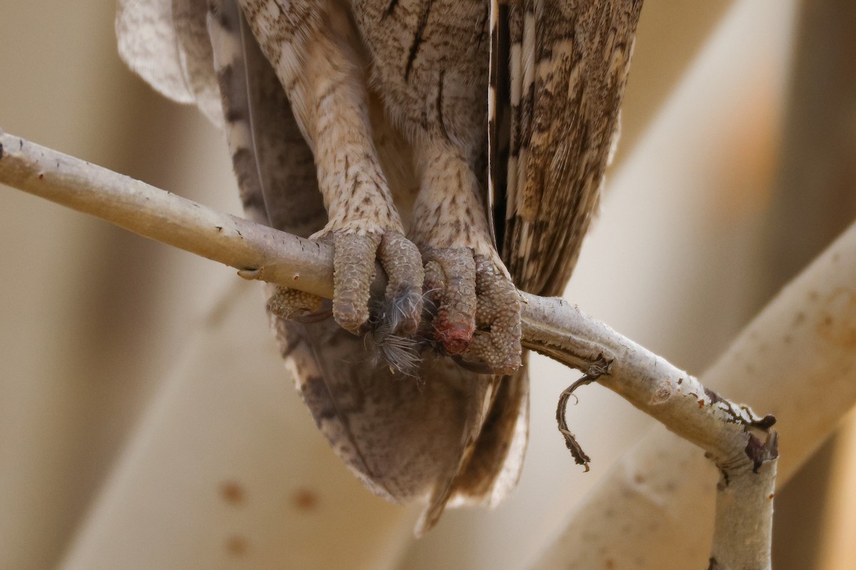 Pallid Scops-Owl - ML643219833