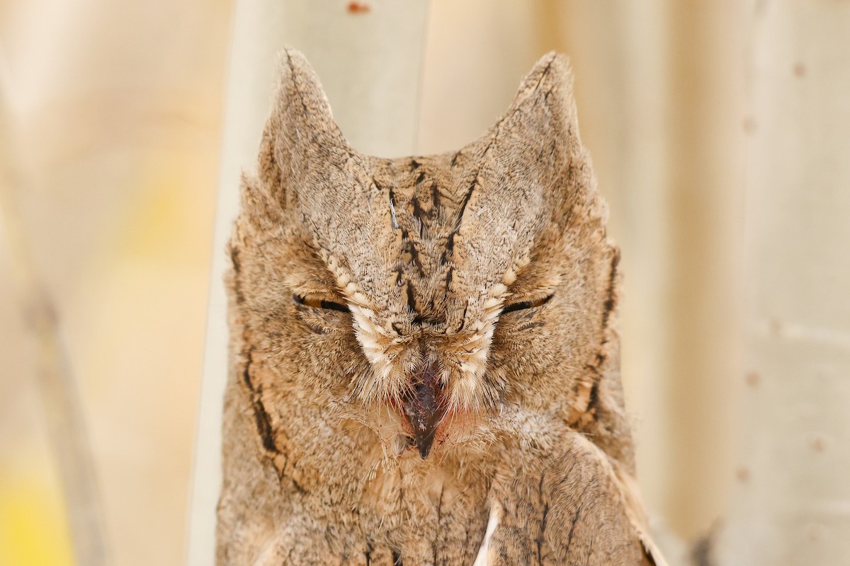 Pallid Scops-Owl - ML643219834