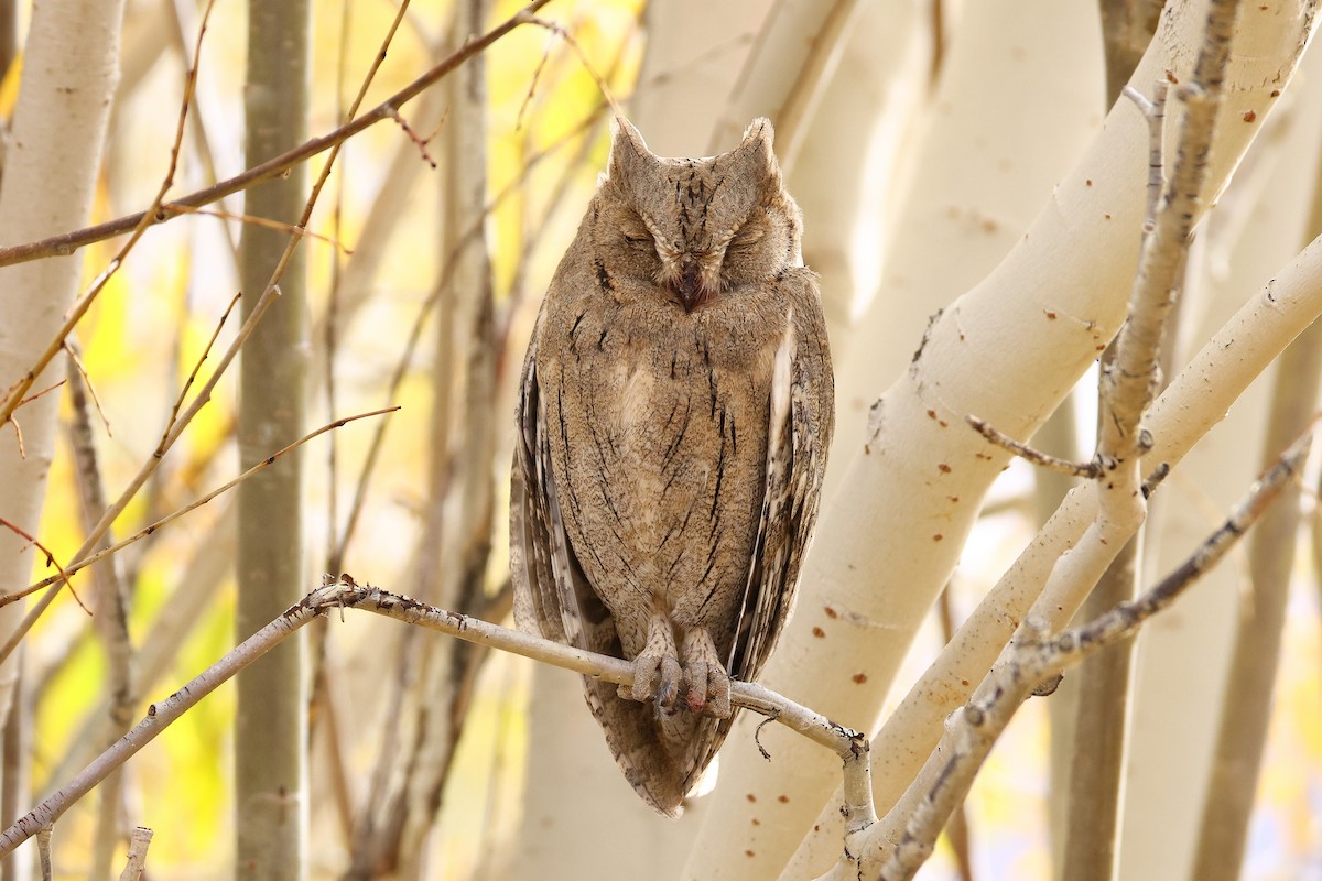 Pallid Scops-Owl - ML643219836