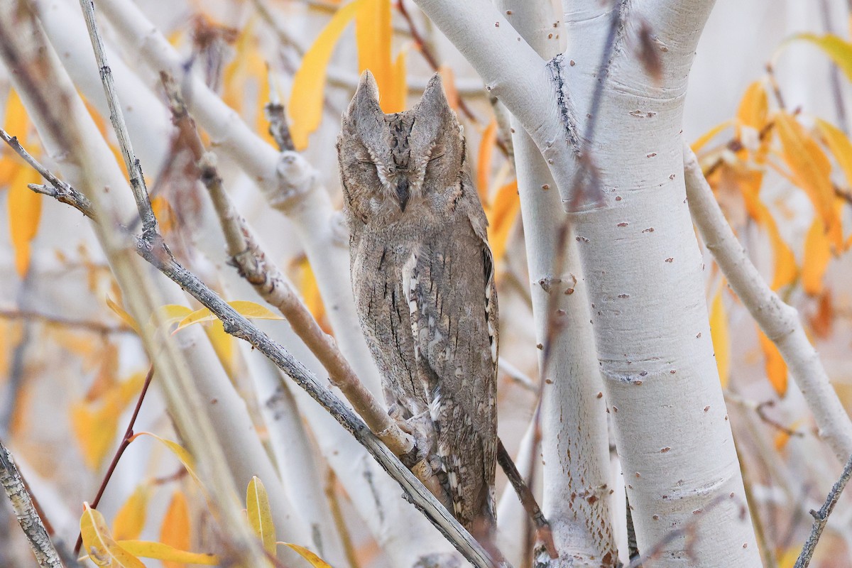 Pallid Scops-Owl - ML643219837