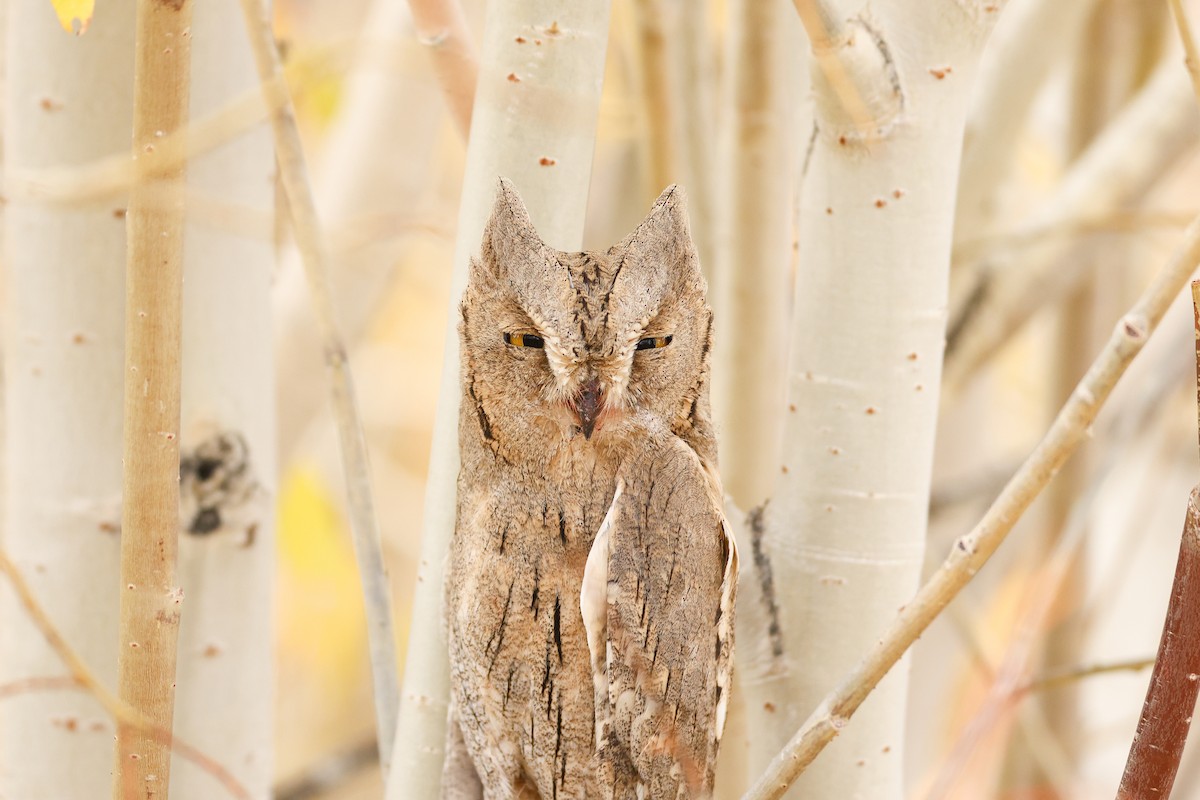Pallid Scops-Owl - ML643219838