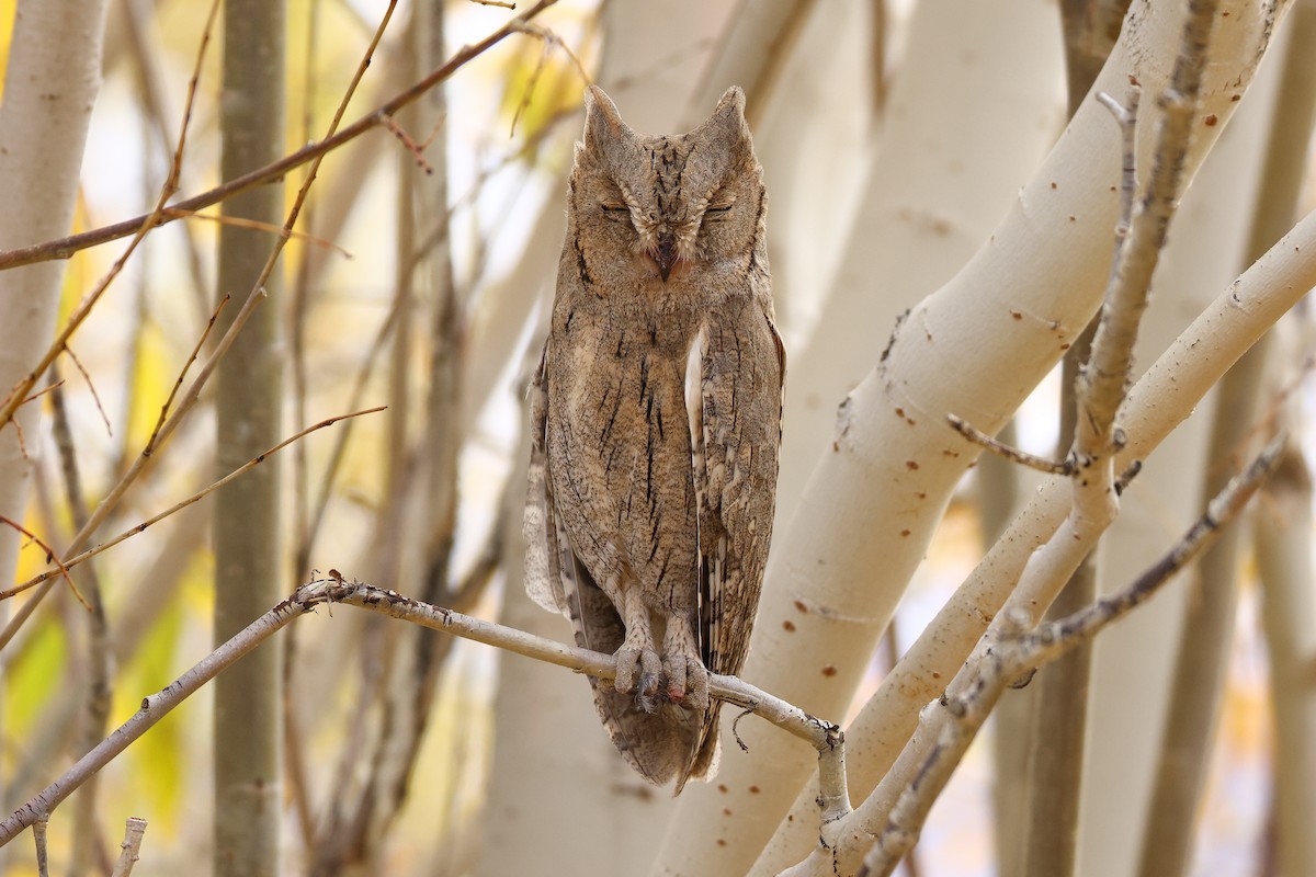 Pallid Scops-Owl - ML643219839