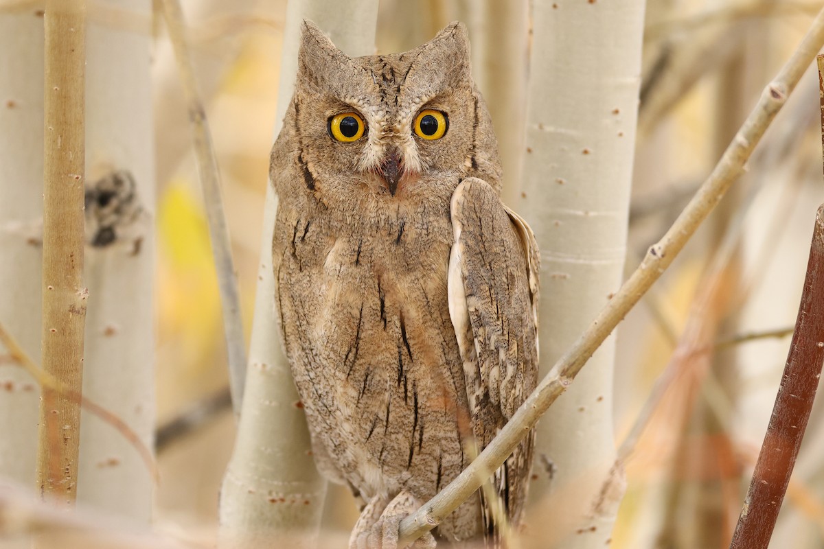 Pallid Scops-Owl - ML643219840