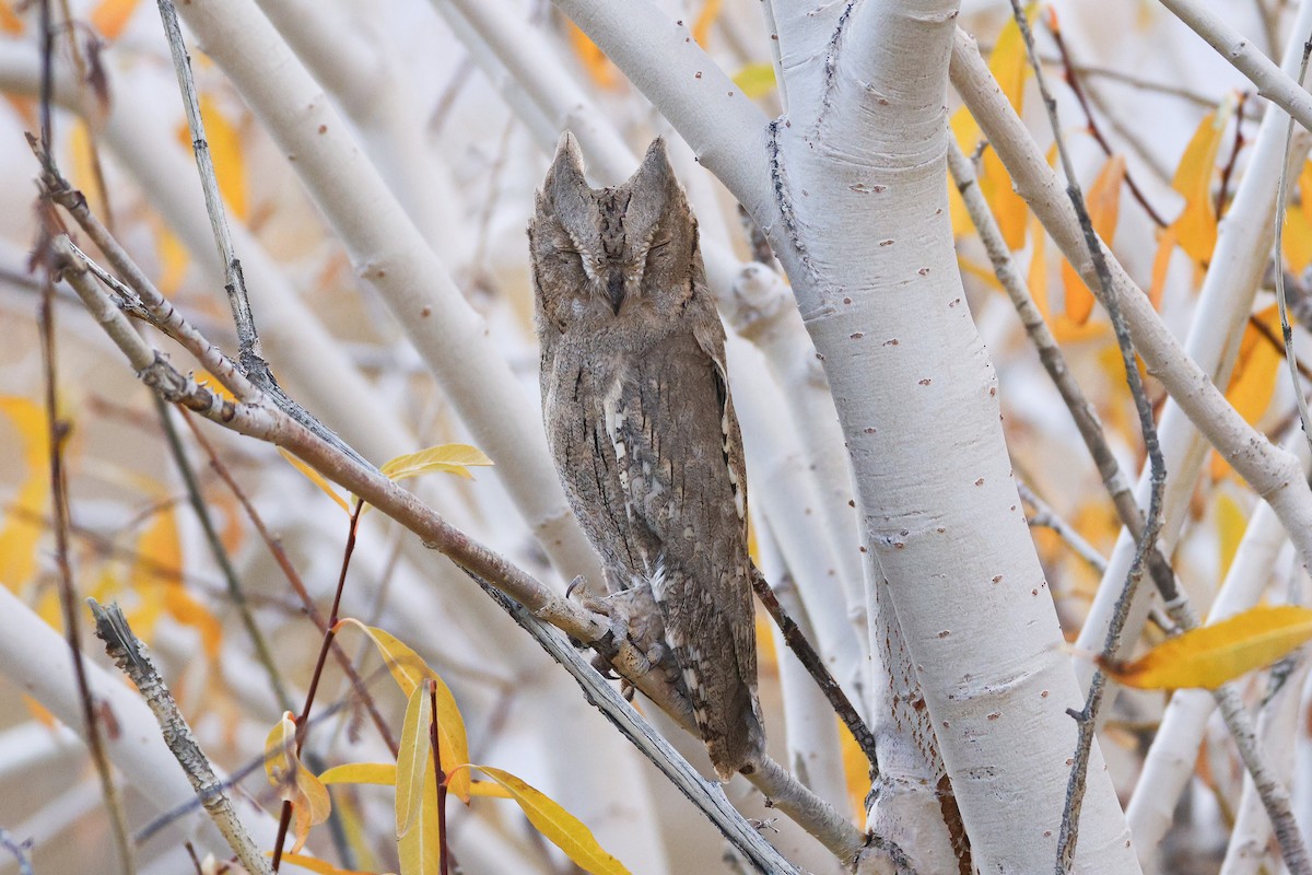 Pallid Scops-Owl - ML643219841