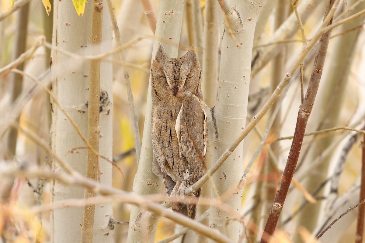 Pallid Scops-Owl - ML643219842