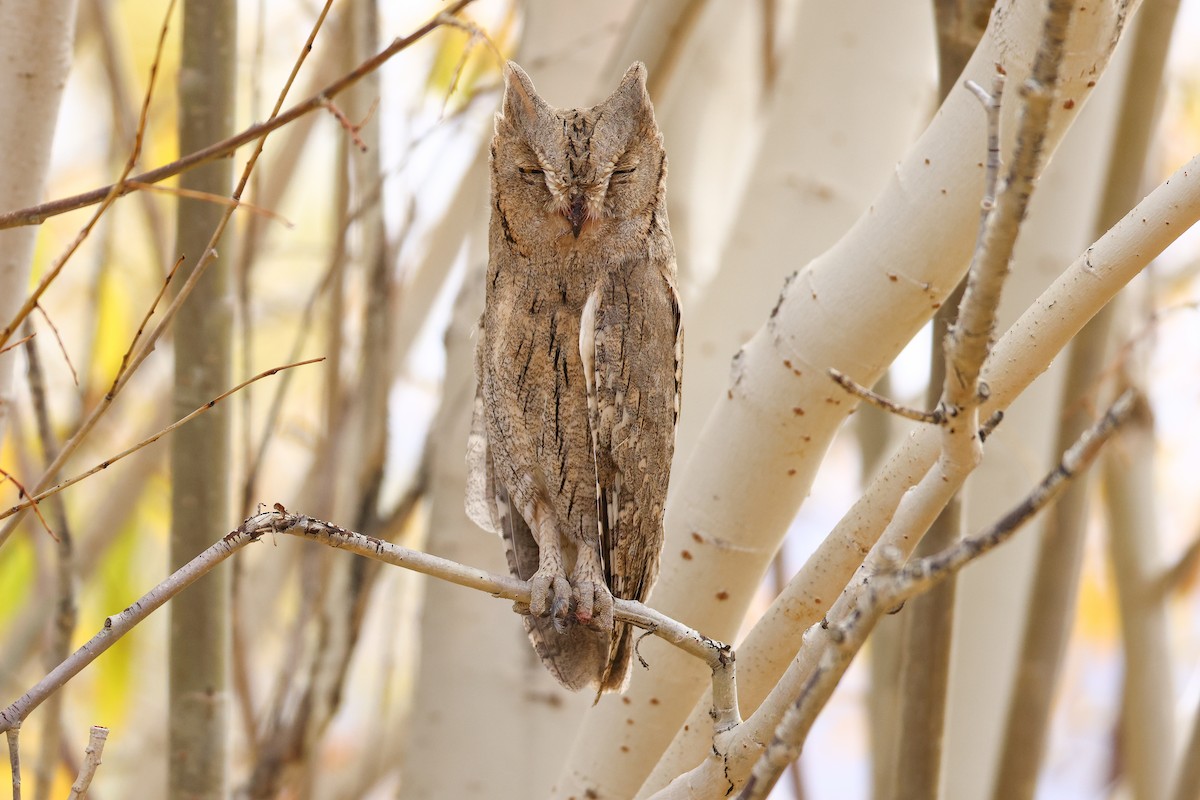 Pallid Scops-Owl - ML643219843