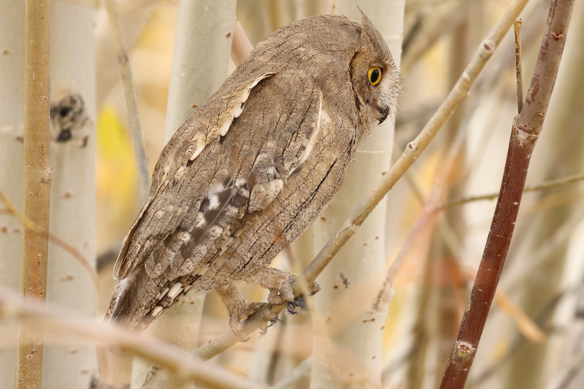 Pallid Scops-Owl - ML643219844