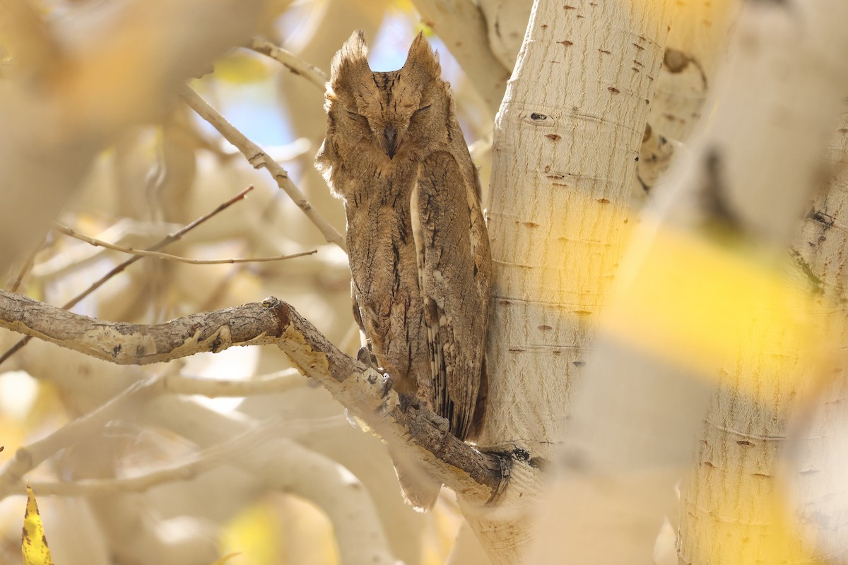 Pallid Scops-Owl - ML643219845