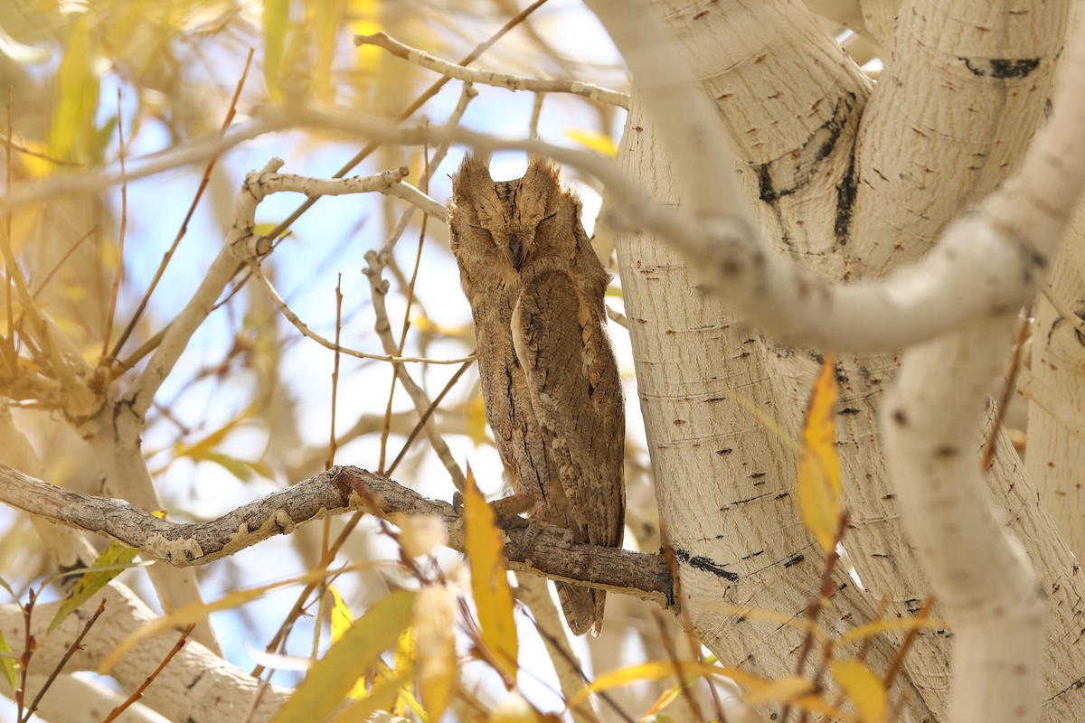 Pallid Scops-Owl - ML643219846