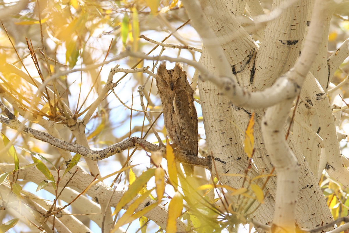 Pallid Scops-Owl - ML643219847