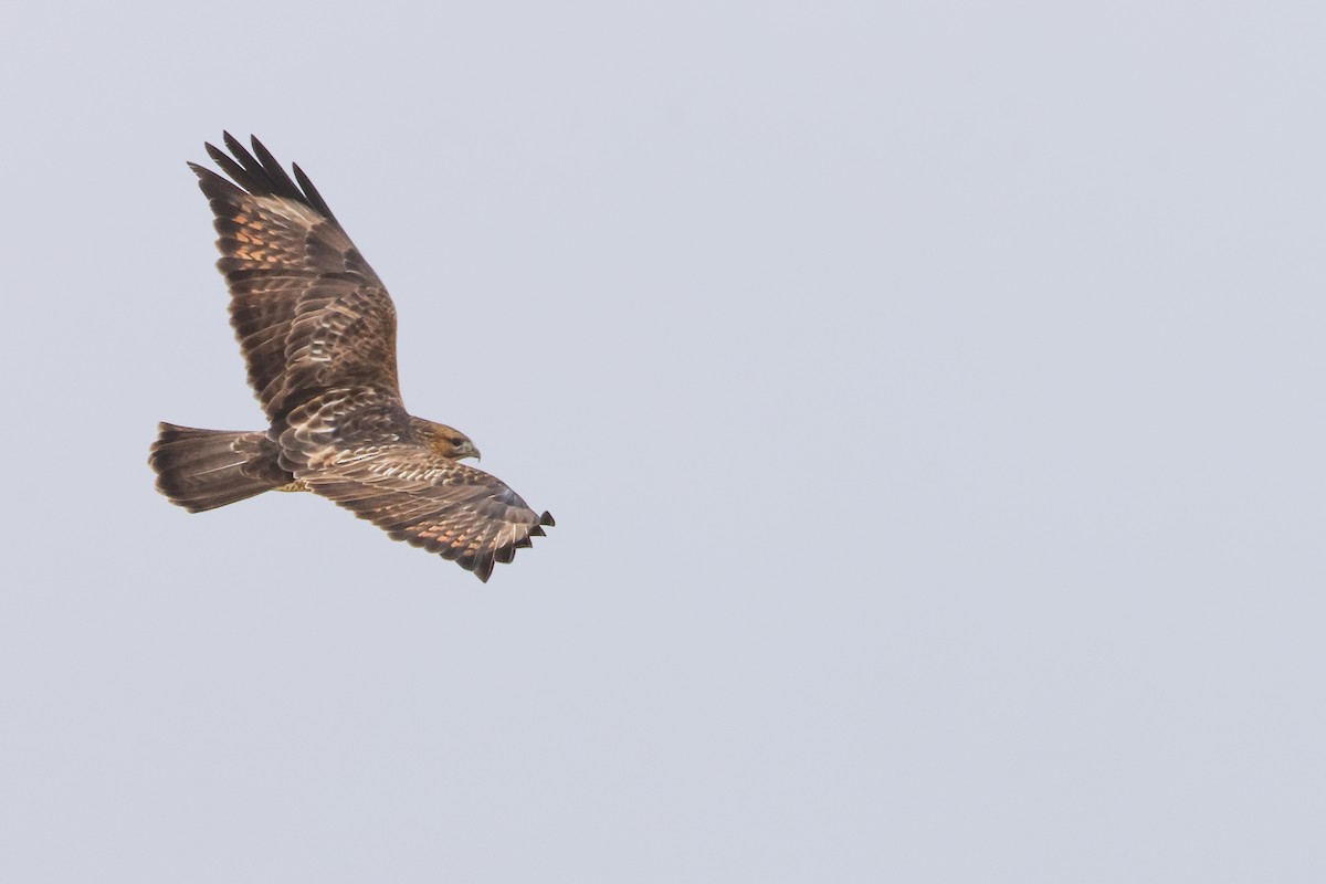 Himalayan Buzzard - ML643219861