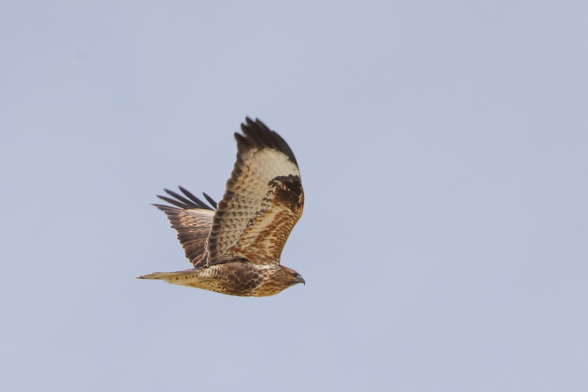 Himalayan Buzzard - ML643219862