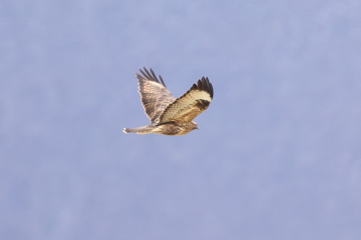 Himalayan Buzzard - ML643219863