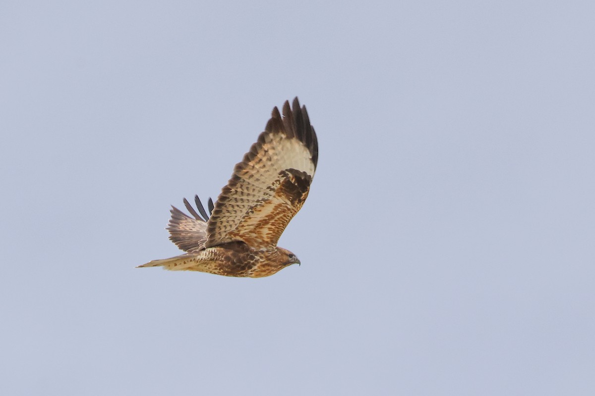 Himalayan Buzzard - ML643219864