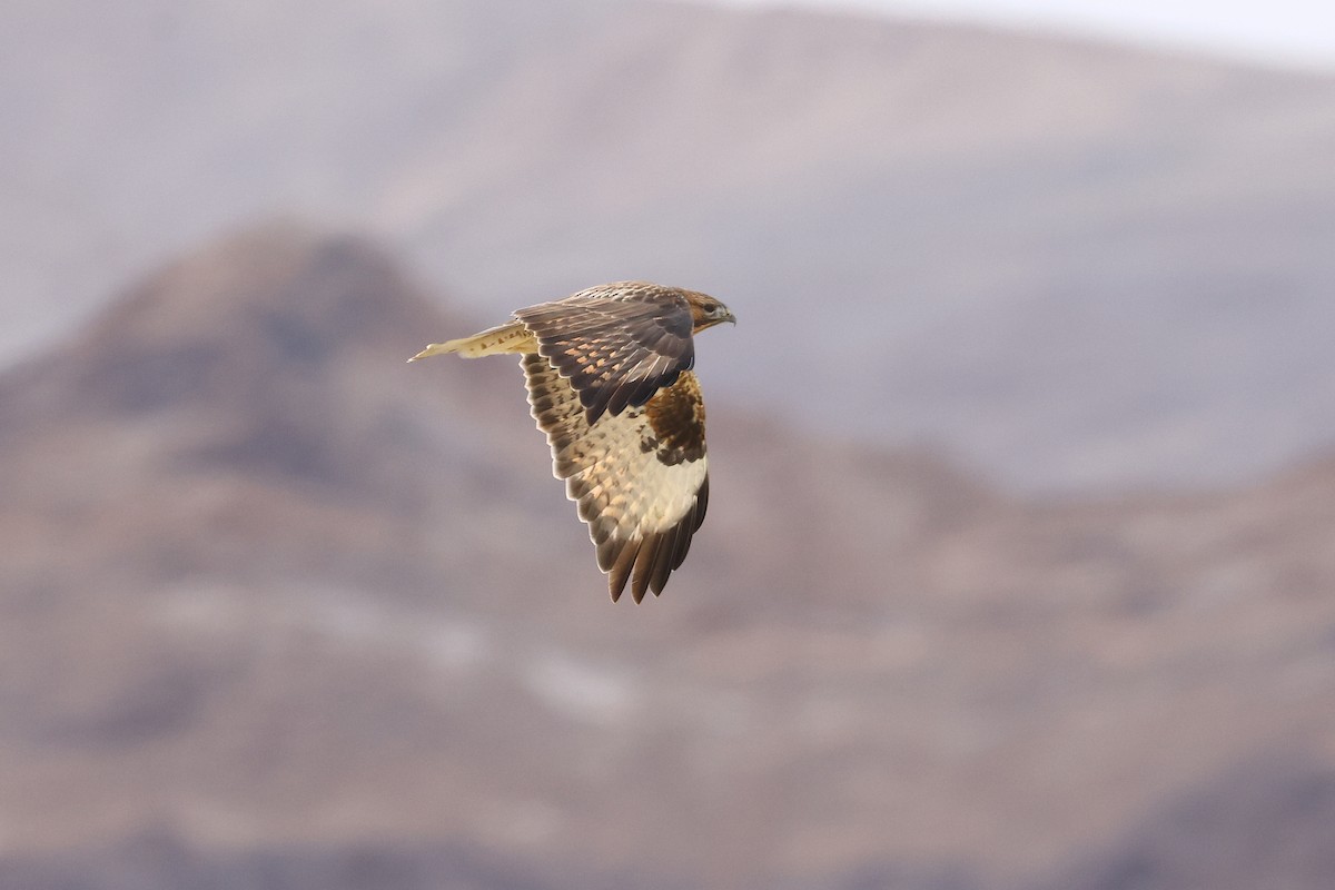 Himalayan Buzzard - ML643219865