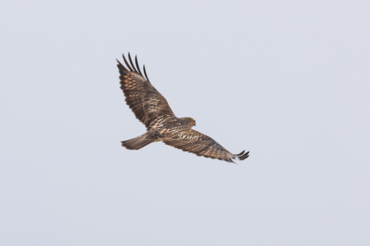Himalayan Buzzard - ML643219866