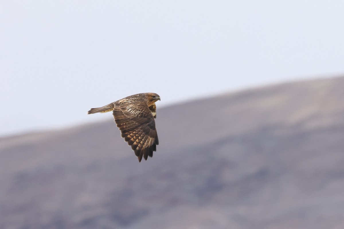 Himalayan Buzzard - ML643219867