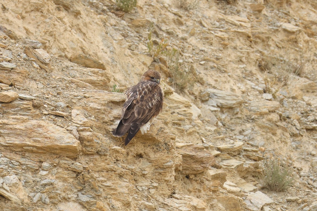 Himalayan Buzzard - ML643219868