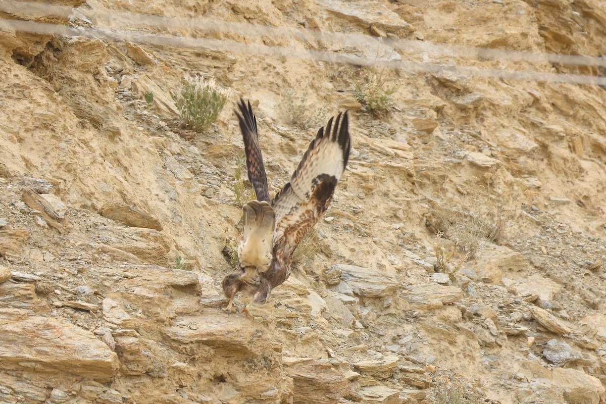 Himalayan Buzzard - ML643219869