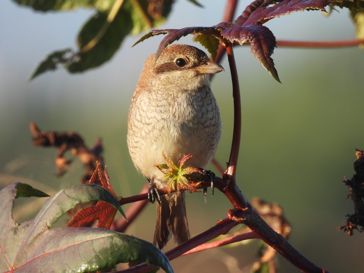 Red-backed Shrike - ML643219870