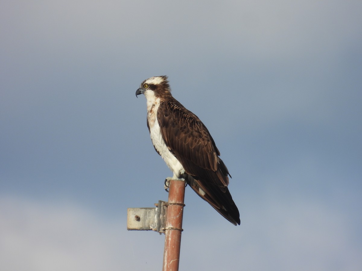 Osprey - ML643219872