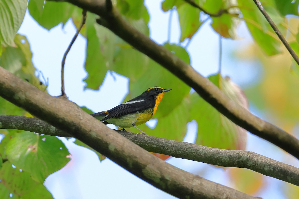 Narcissus Flycatcher - ML643219880