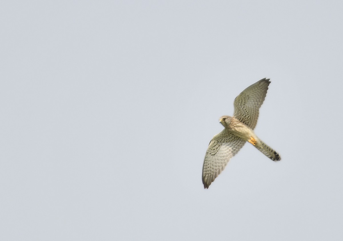 Eurasian Kestrel - ML643219891